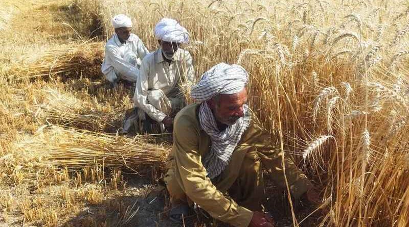 Hari Card Verification 2026 – Sindh wheat farmer field