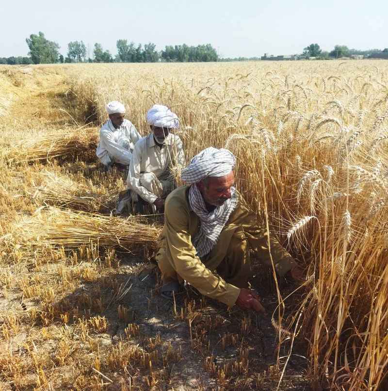 Hari Card Verification 2026 – Sindh wheat farmer field