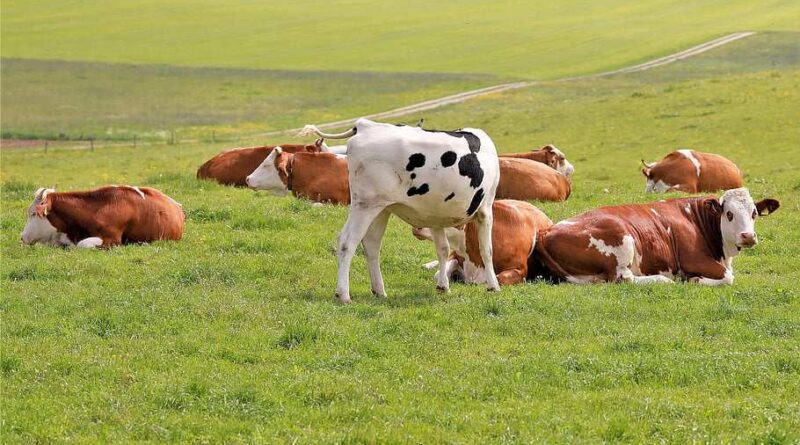 Livestock Card Phase 2
