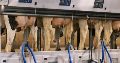 Punjab Dairy Mechanization Scheme 2026